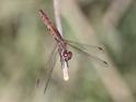 J16_0592 Trithemis annulata female